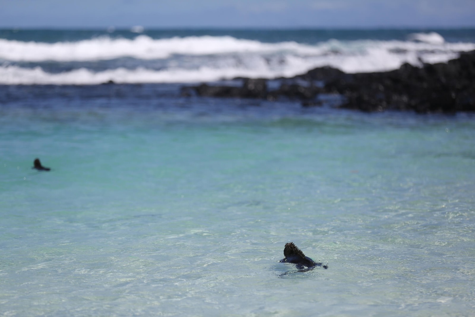 Marine iguanas, Santa Cruz island